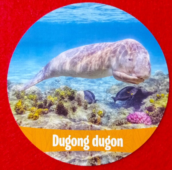 Il dugongo è un animale che molti turisti potevano ammirare in Egitto. Purtroppo è sempre più difficile vederlo