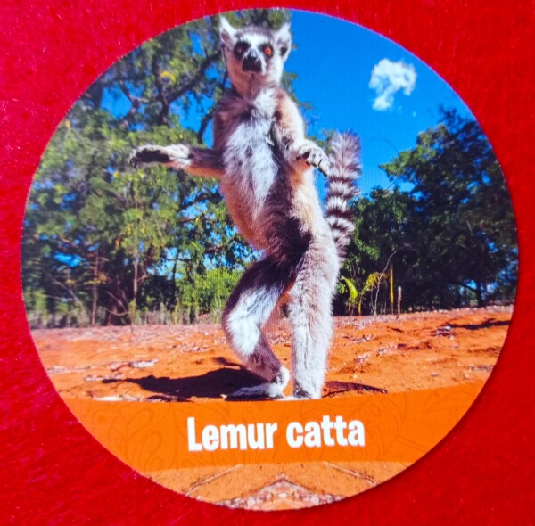 Il lemure è un animale portato al successo dalla serie Madagascar. La foto conferma la simpatia di questa specie