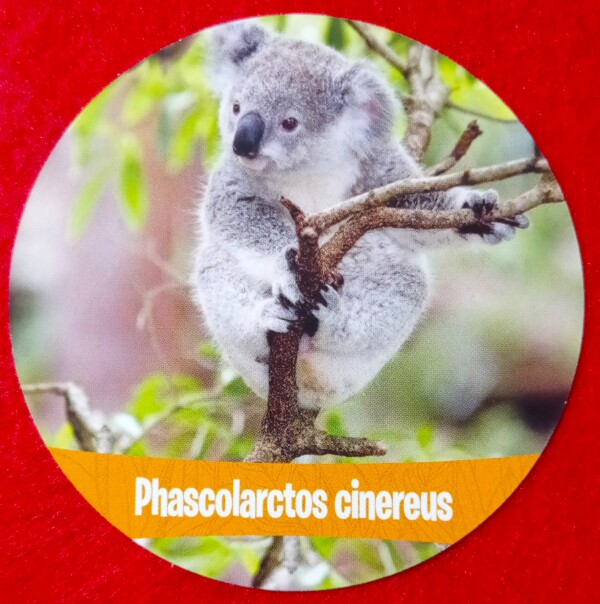 Un nome complesso per identificare un koala